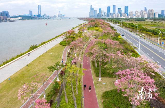 橫琴花海長廊延綿十余里，被各類花卉裝點(diǎn)成粉色浪漫海洋。 圖源：南方日報(bào)