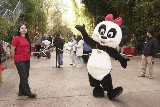 △今年2月4日，在美國(guó)加州圣迭戈動(dòng)物園，一名裝扮成熊貓的工作人員在春節(jié)慶?；顒?dòng)上歡迎游客。