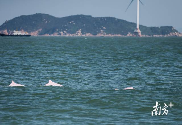 2024年11月7日，伶仃洋桂山島附近海域，三頭成年白海豚同時浮出水面。