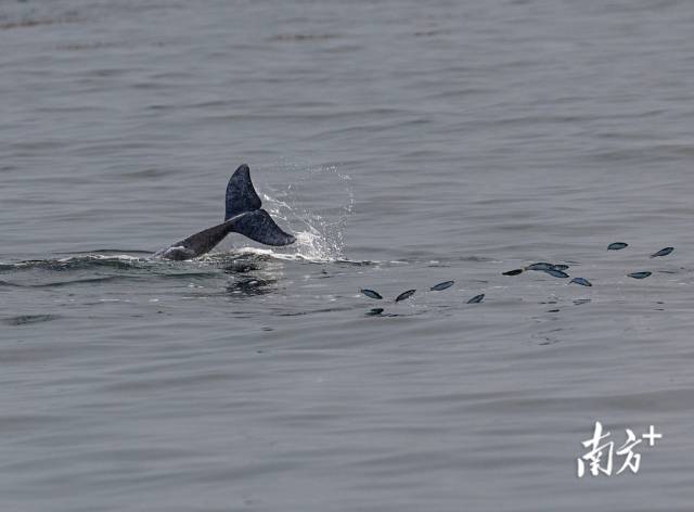 2024年3月31日，湛江雷州灣，一頭中華白海豚正在捕食，被驚起的魚兒四處逃竄。