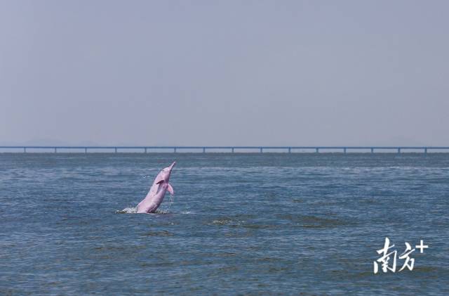 2018年8月7日，珠江口伶仃洋海域，一頭成年中華白海豚突然躍出海面，后面是即將通車的港珠澳大橋。
