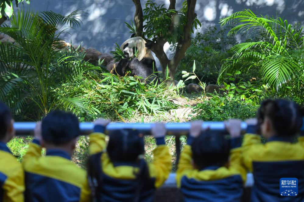 11月29日，澳門幼兒園學(xué)生在澳門石排灣郊野公園大熊貓館觀看大熊貓。