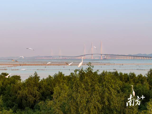 黃茅?？绾Ｍǖ澜T一側(cè)，鷺鳥成群結(jié)對在此嬉戲，與遠(yuǎn)處的大橋相映成趣 。