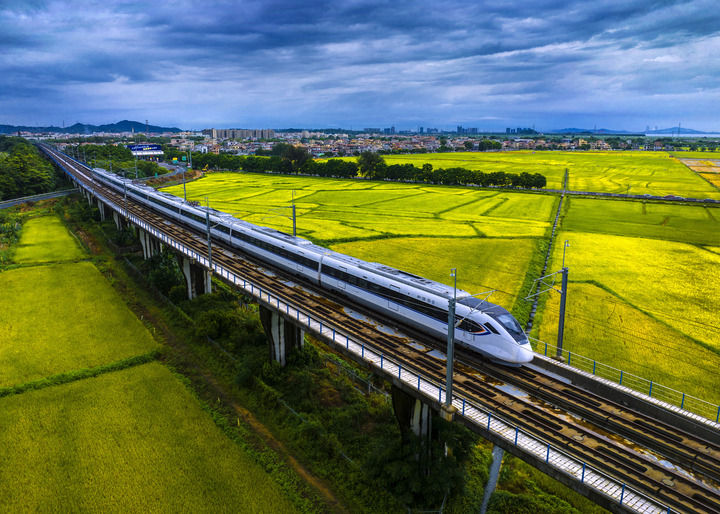 高鐵穿行在廣東中山鄉(xiāng)村金色稻田之上（2023年6月4日攝，無(wú)人機(jī)照片）。新華社發(fā)（張鑒來(lái) 攝）