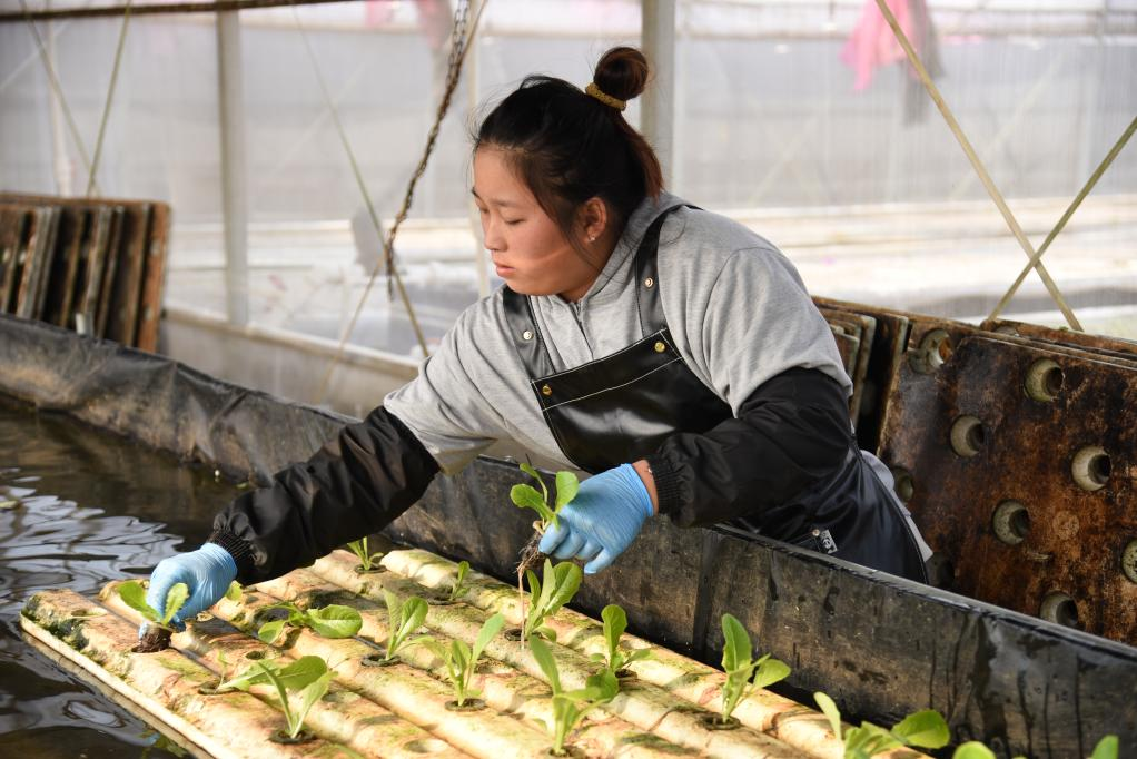  11月28日，在孫振鴻的農(nóng)場(chǎng)里，一名工人正在種植有機(jī)蔬菜。新華社記者 洪澤華 攝