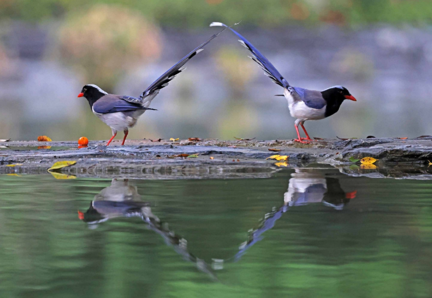 香港元朗天水圍公園，紅嘴藍(lán)鵲在水邊嬉戲?！冻呻p成對(duì)》陳體根（香港）攝　　圖片來(lái)源：靈動(dòng)灣區(qū)——生物多樣性攝影展