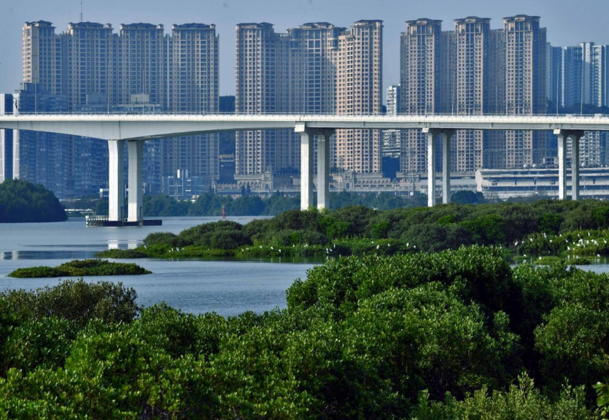 澳門(mén)路氹居住區(qū)附近的大片紅樹(shù)林?！栋拈T(mén)紅樹(shù)林》黃明輝(澳門(mén))攝　　圖片來(lái)源：靈動(dòng)灣區(qū)——生物多樣性攝影展