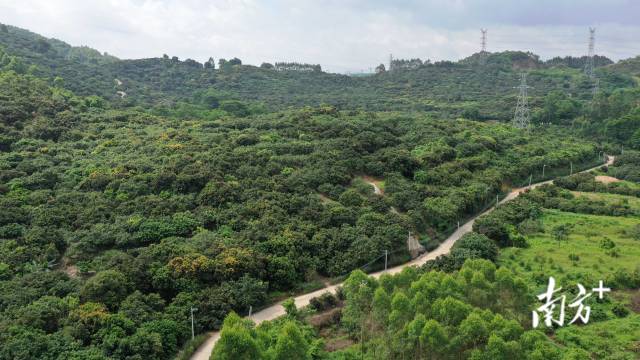  博羅縣龍華鎮(zhèn)山前村的荔枝果園