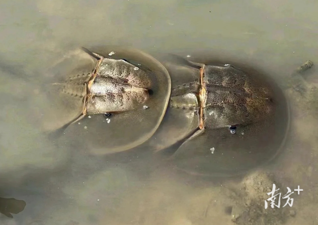 深圳河河口發(fā)現(xiàn)國家二級保護動物鱟
